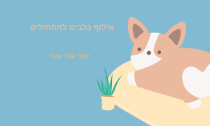 אילוף כלבים למתחילים